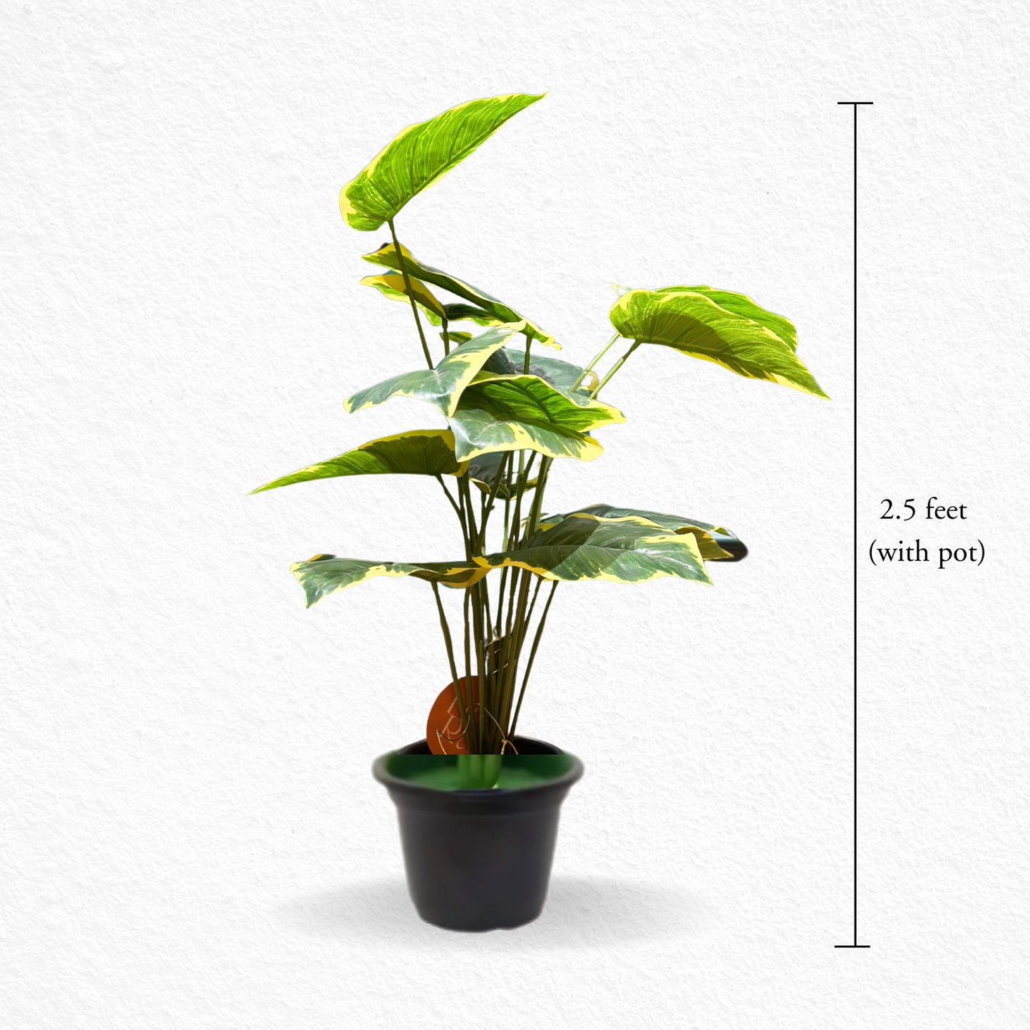 Foliant (EL-1013)