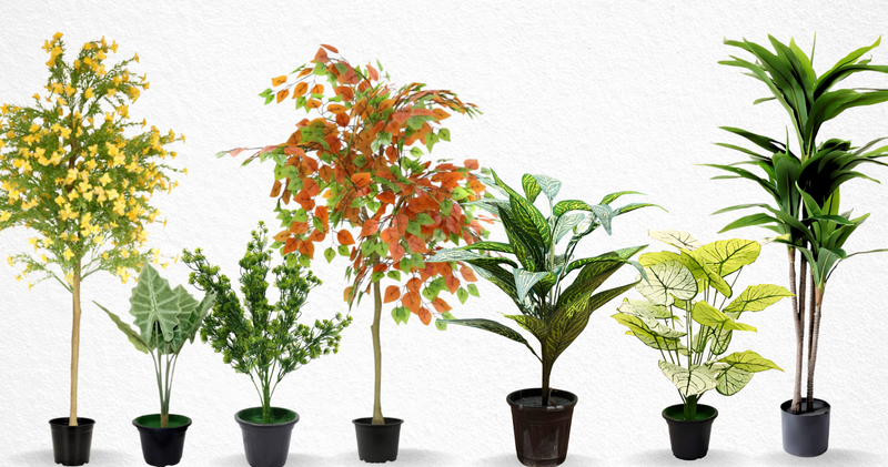 Plants