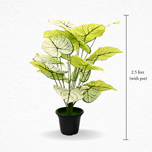 Heartleaf (EL-1011)