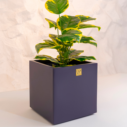 Mellan Cube Planter- Dark Grey