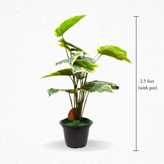 Foliant (EL-1013)