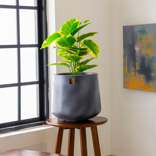 Kota Bowl Planter - Concrete
