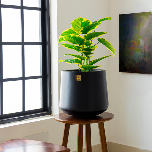 Kota Bowl Planter